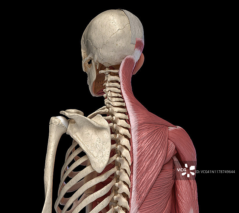 躯干的骨骼和肌肉，图示图片素材