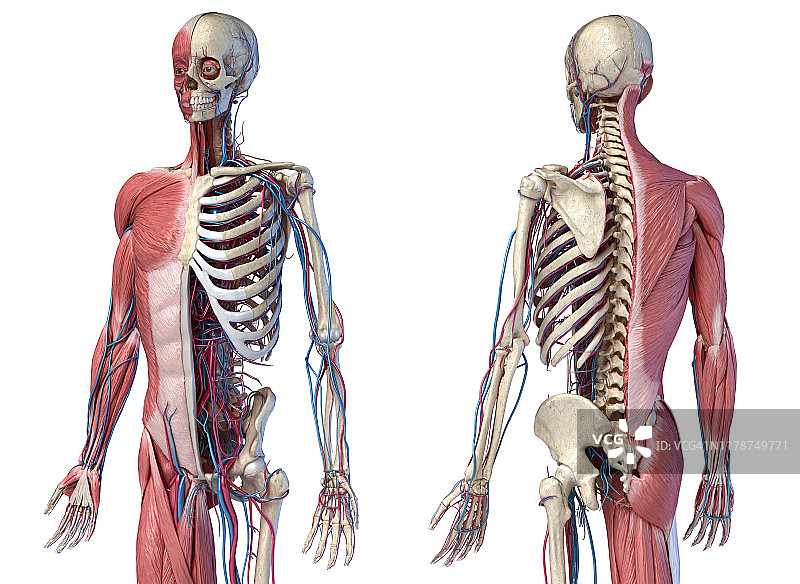 人体骨骼、肌肉和血管插图图片素材
