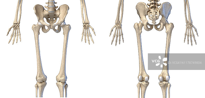 人类髋部、腿部和手部骨骼插图图片素材