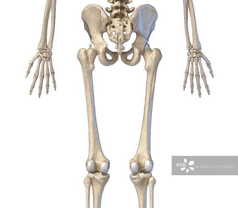 人类髋部、腿部和手部骨骼插图图片素材
