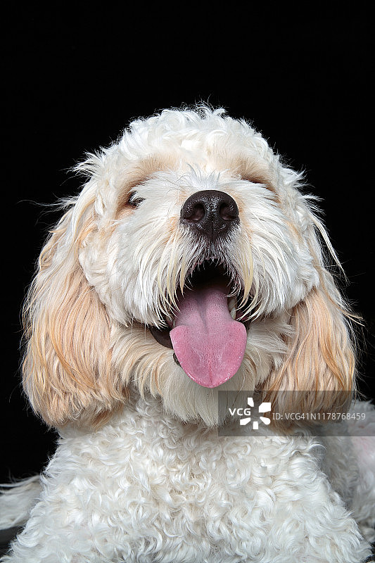 查理士王小猎犬/贵宾犬混血幼犬的头像图片素材