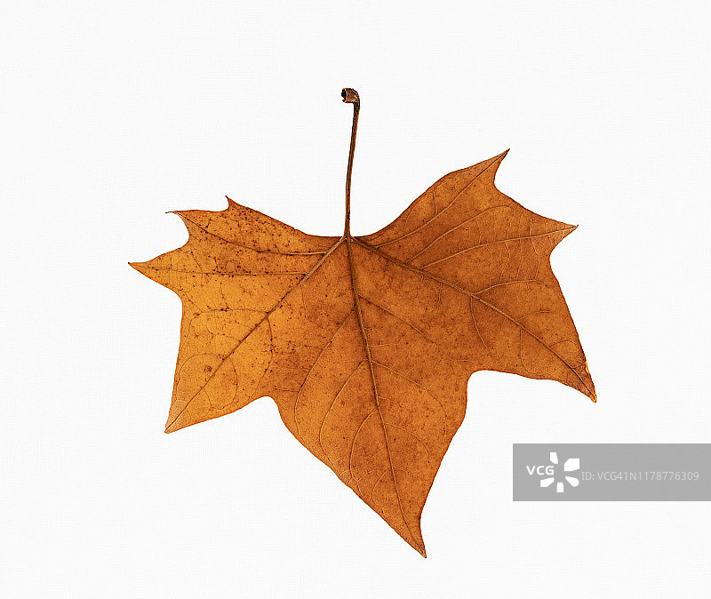 全画幅，白色背景上的干枫叶特写图片素材