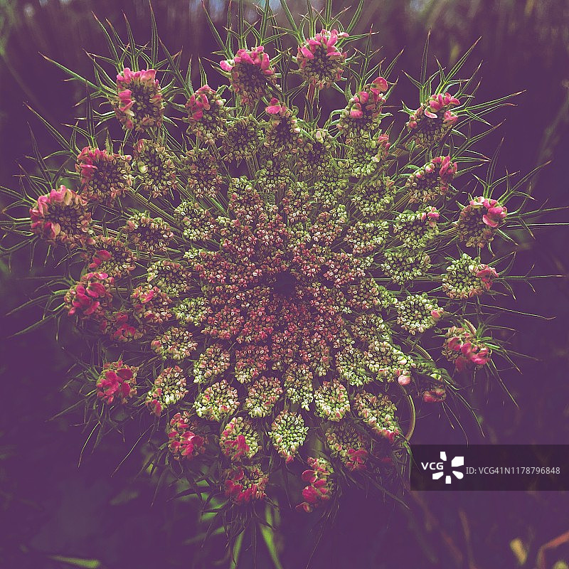 胡萝卜图片素材