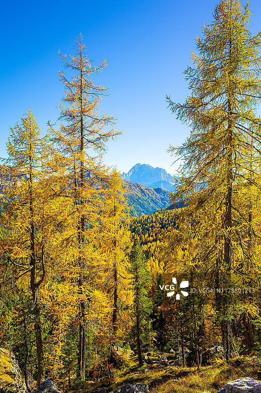 意大利多洛米蒂阿尔卑斯山的风景松树林图片素材