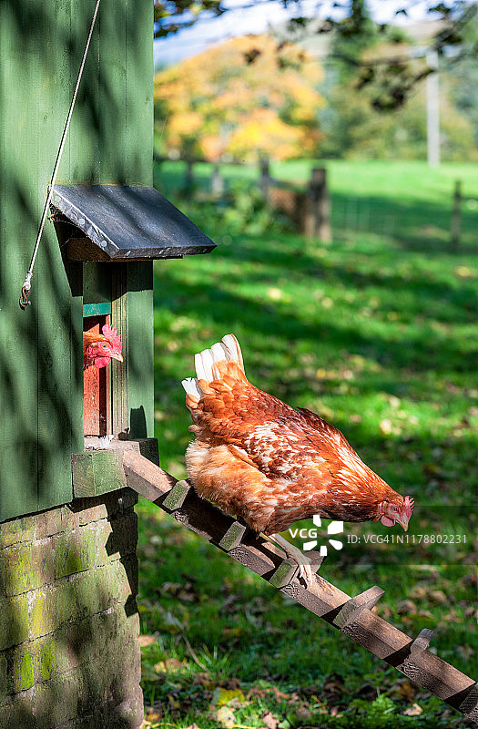 母鸡离开鸡舍觅食图片素材