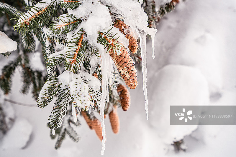 冬季雪地里的云杉和冷杉球果图片素材