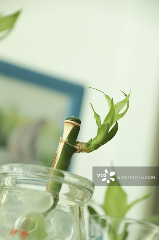 瓶子里的 partially dead 的 Dracaena sanderiana 室内植物图片素材