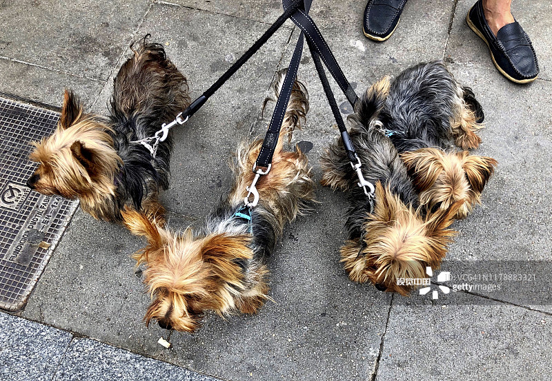 澳洲丝毛梗犬图片素材