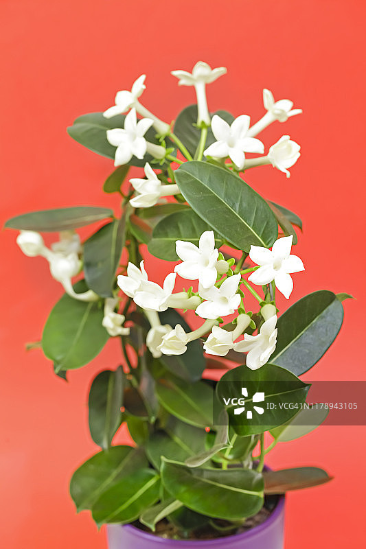 素馨花（马达加斯加茉莉，蜡花，夏威夷婚礼花，新娘花环）图片素材