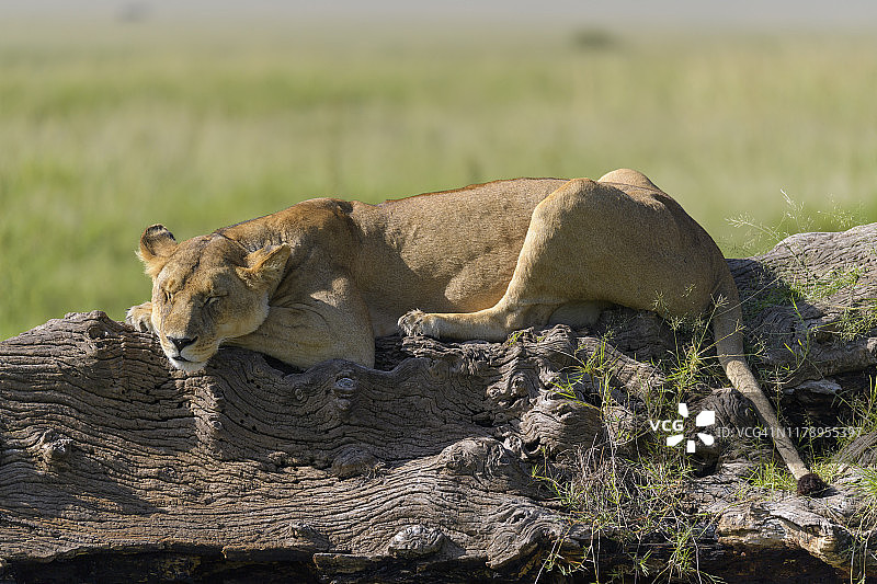 非洲狮，树干上的雌狮，肯尼亚马赛马拉国家保护区图片素材