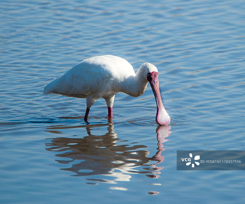 站在湖中觅食的非洲琵鹭，南非图片素材