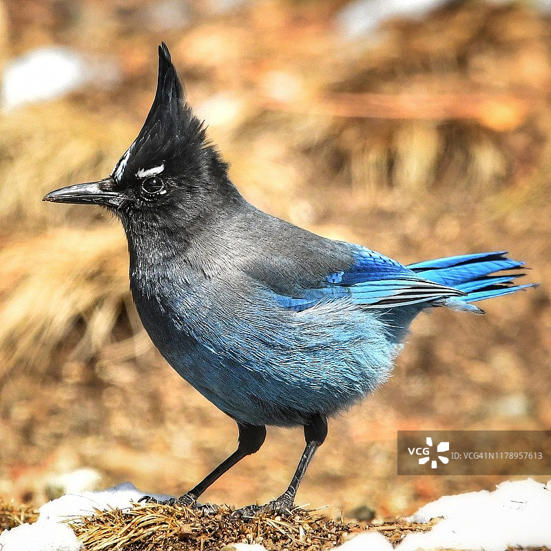 美国科罗拉多州星鸦的肖像图片素材