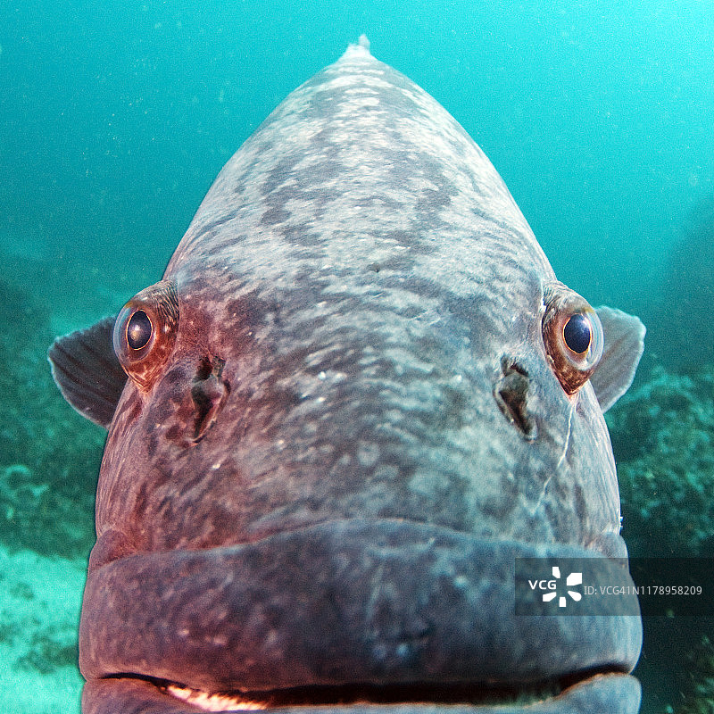 莫桑比克水下马铃薯石斑鱼特写图片素材