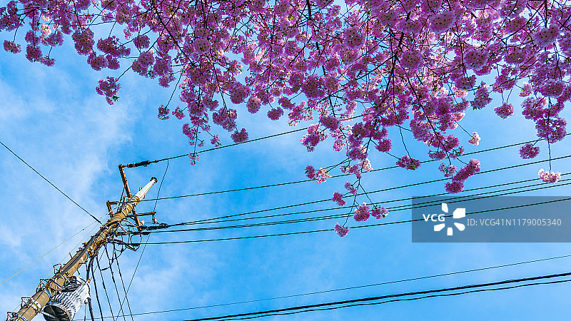 蓝天下樱花与电缆图片素材