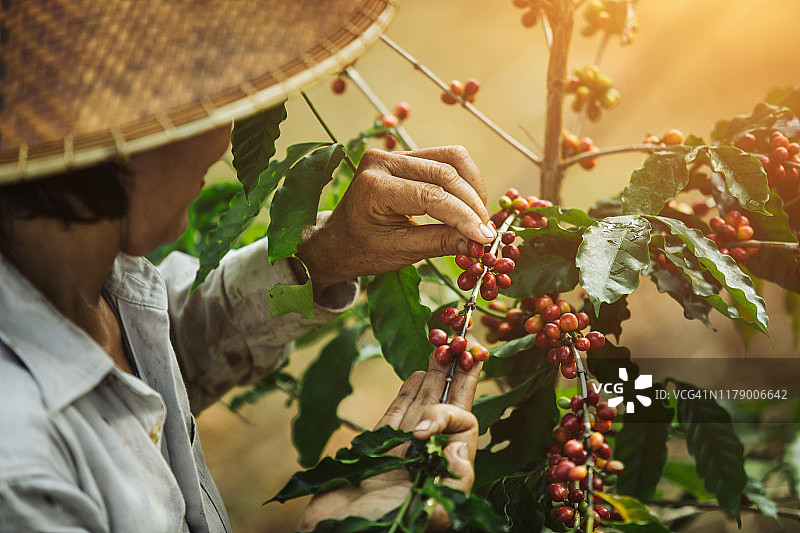 越南妇女采摘阿拉比卡咖啡浆果特写图片素材