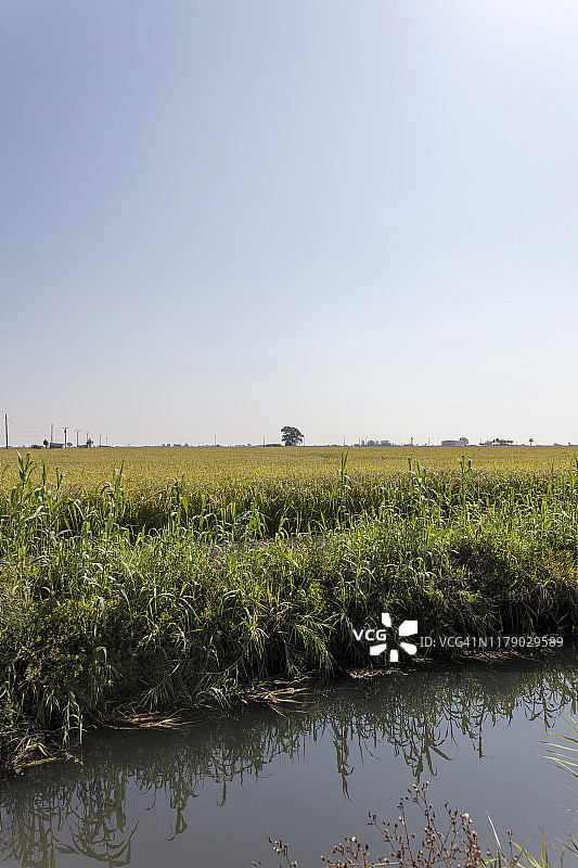 埃布罗三角洲的稻田图片素材