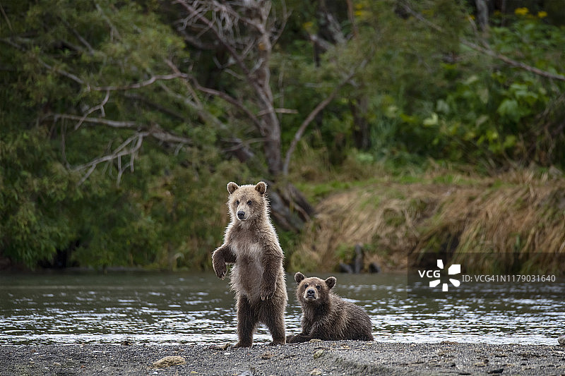 堪察加半岛库页湖的棕熊幼崽嬉戏图片素材