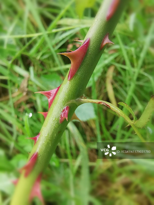 树枝上的刺图片素材