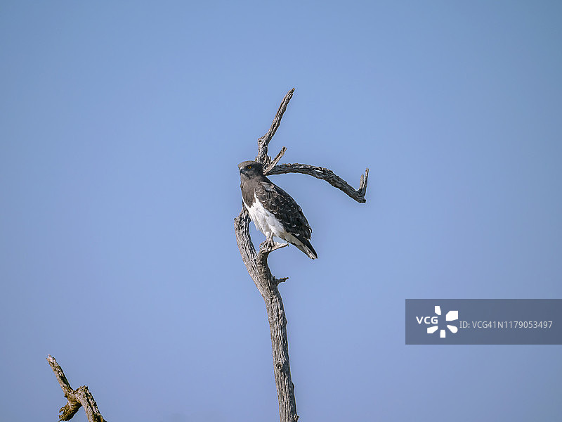 黑胸蛇雕图片素材