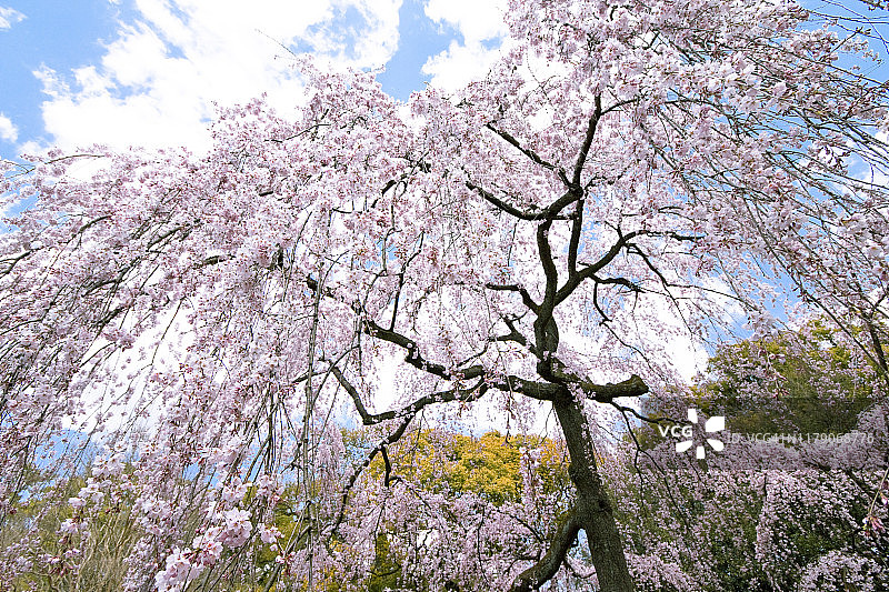 垂枝樱花树图片素材