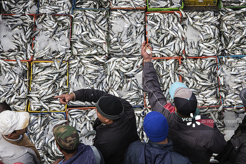 卡萨布兰卡渔港拍卖的新鲜捕获沙丁鱼图片素材