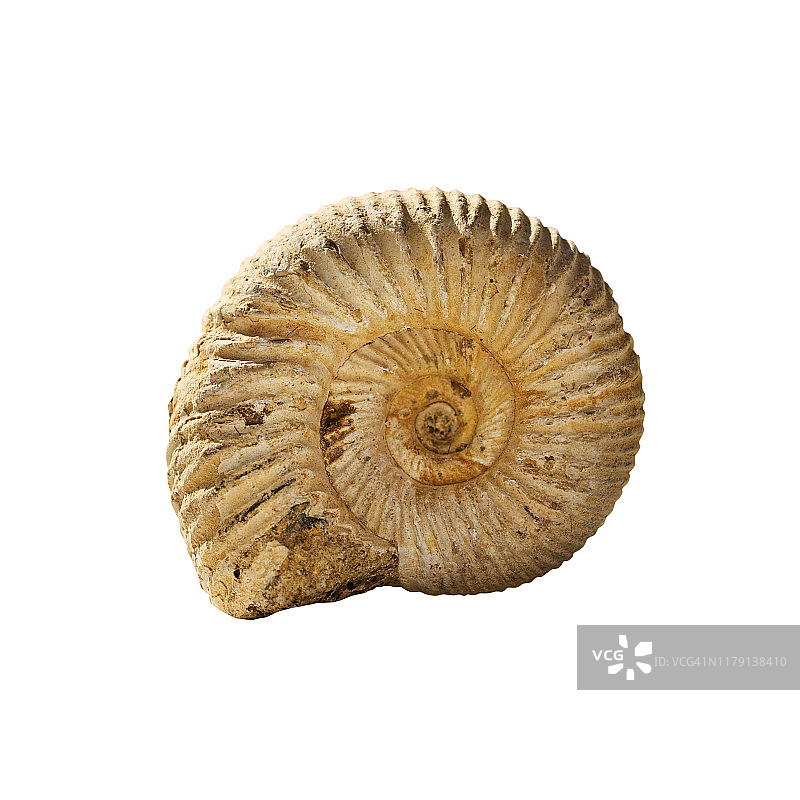 菊石化石白色背景图片素材