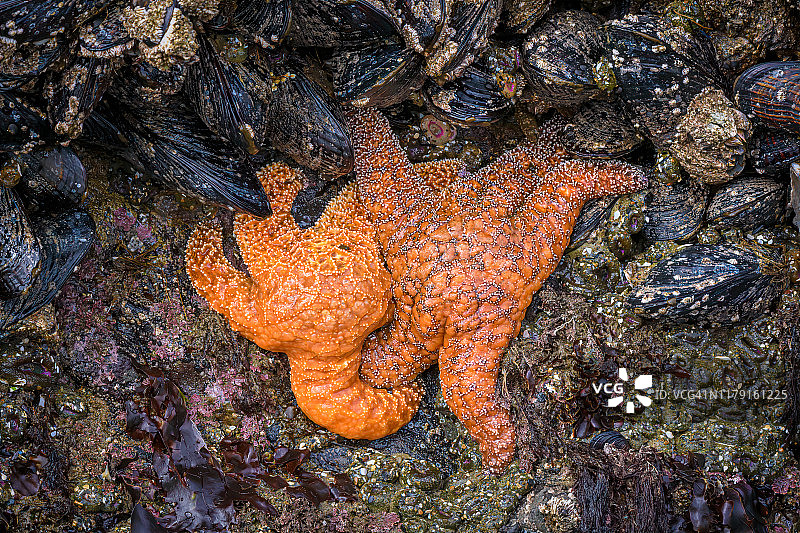班顿海滩退潮时的赭色海星，俄勒冈州南部海岸图片素材