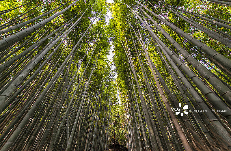 京都岚山竹林仰视视角图片素材