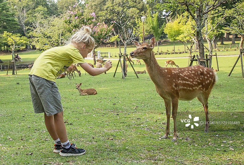 年轻可爱的男孩在日本奈良向野生鹿敬礼并喂食图片素材