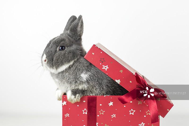 礼品盒中的兔子图片素材