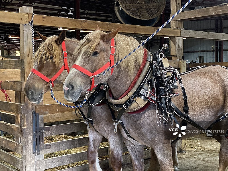 两匹大型挽马，已备好马具图片素材
