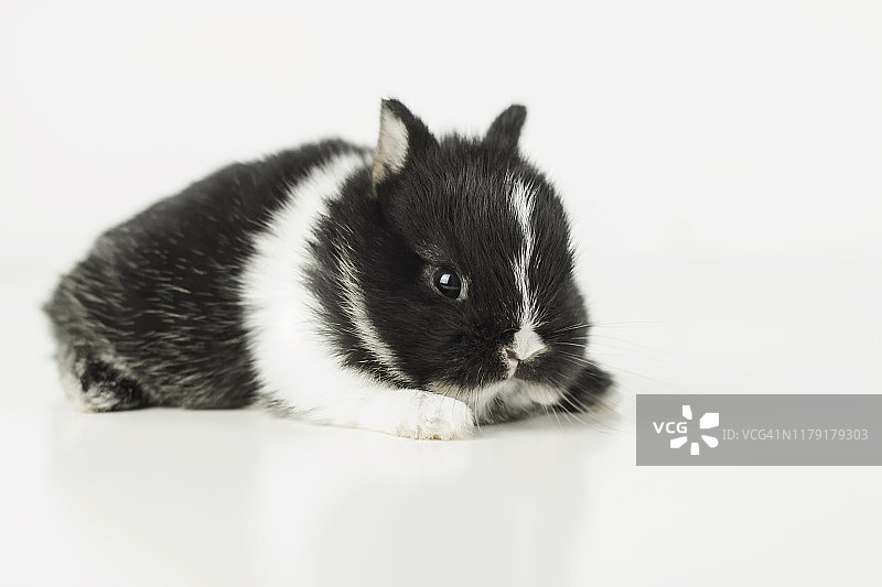 小兔子图片素材