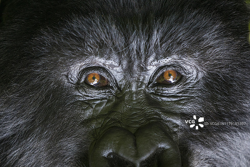 卢旺达火山国家公园的山地大猩猩肖像图片素材