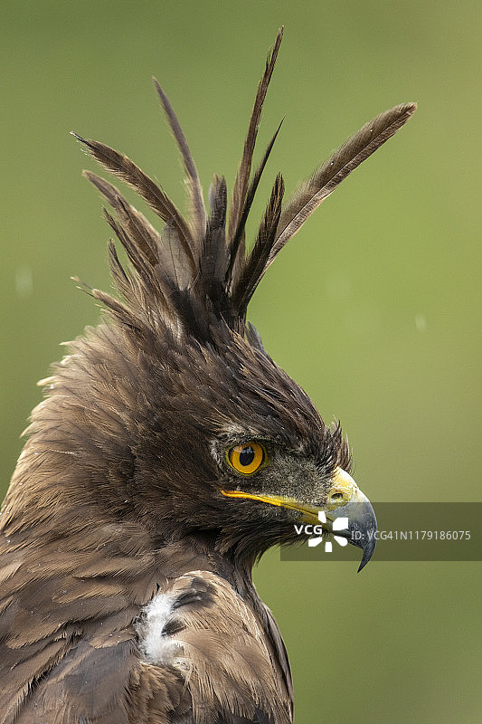 坦桑尼亚恩杜图平原的长冠鹰图片素材