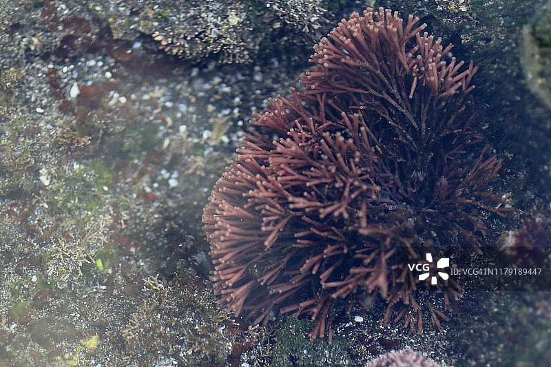 珊瑚上的海藻和海洋生物风光图片素材