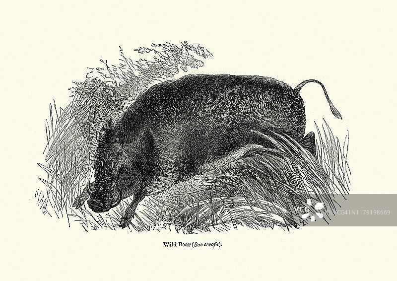 19世纪野猪雕刻图片素材