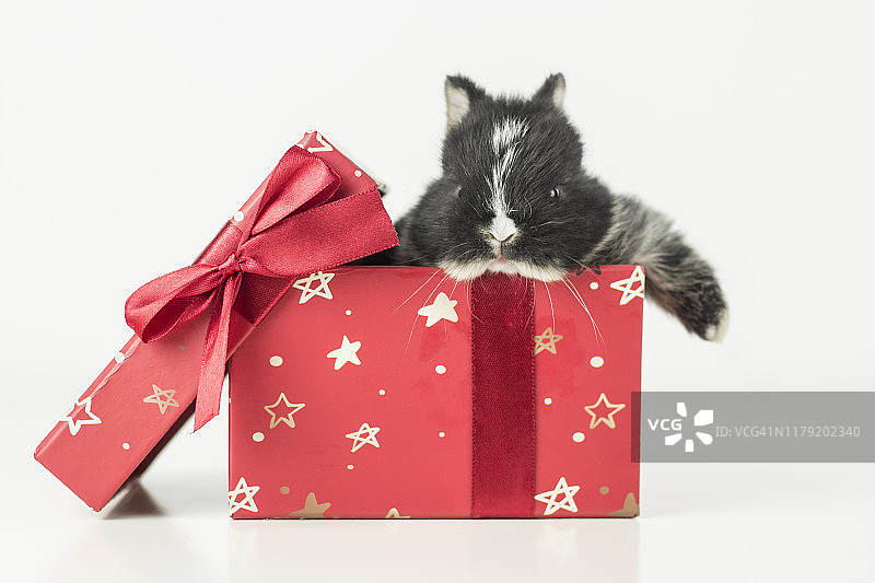 礼品盒里的兔子宝宝图片素材