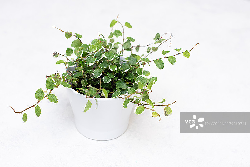木桌上的白色盆栽常春藤花图片素材