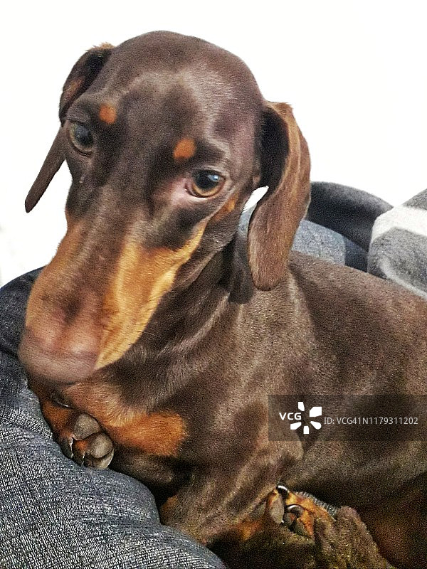 迷你腊肠犬的人物肖像图片素材