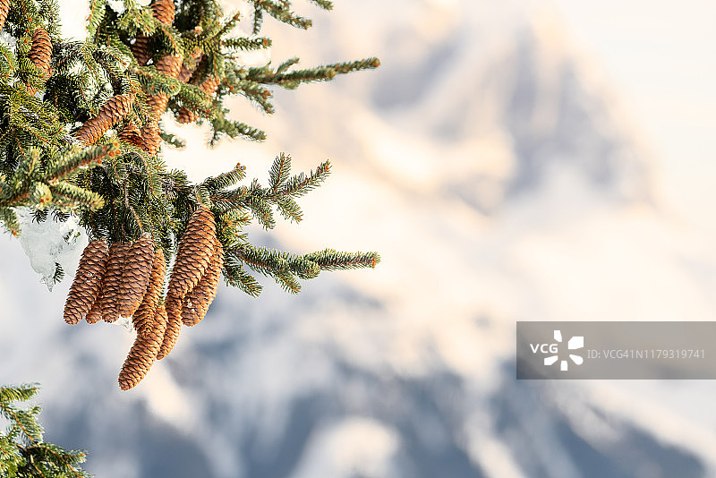 冬季雪地里的云杉和冷杉球果图片素材