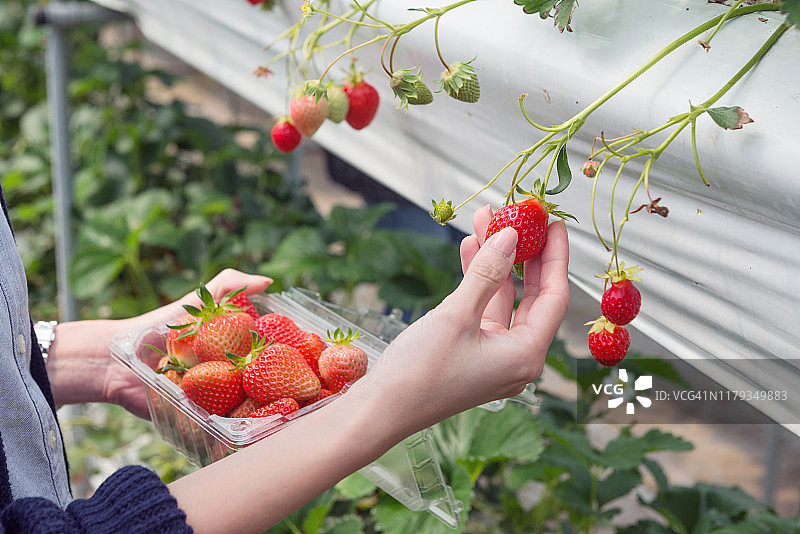 韩国有机草莓农场图片素材