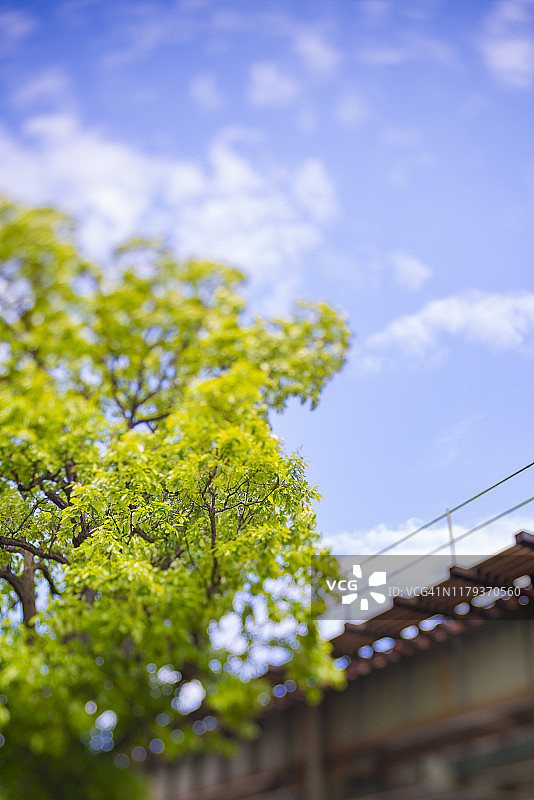 2019年5月25日，在纽约皇后区，一棵巨大的新鲜绿叶树矗立在纽约市高架地铁轨道旁图片素材