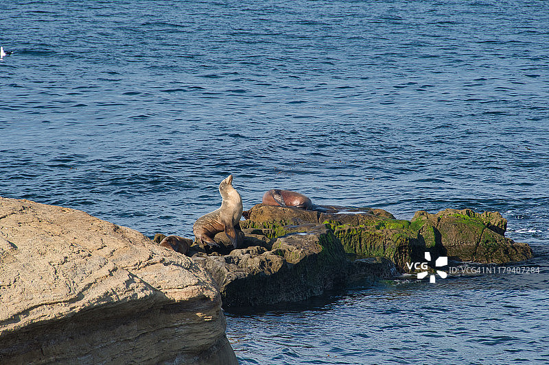 拉霍亚海滩游泳的海豹图片素材