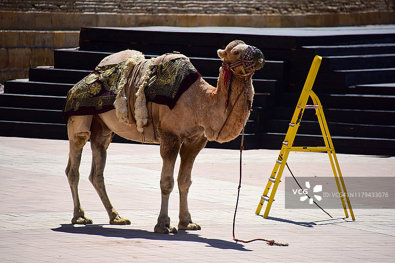 布哈拉方舟要塞前的骆驼图片素材