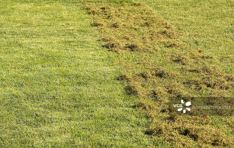 草坪疏松和通气处理，疏松后的草坪，园艺图片素材