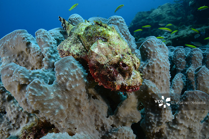 斑点蝎子鱼图片素材