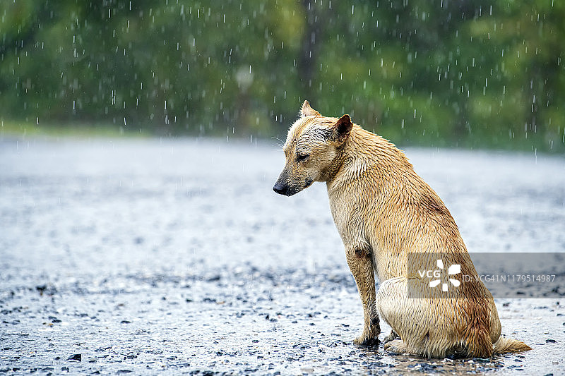 在乡村道路上淋雨的流浪狗图片素材