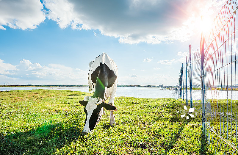 奶牛吃草图片素材