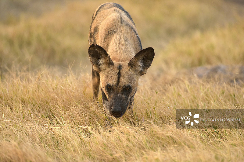 非洲野狗图片素材