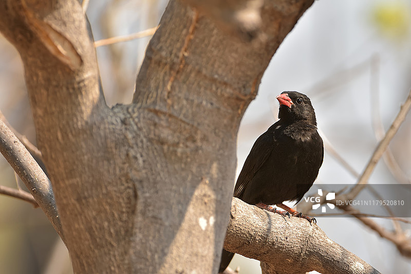 红嘴织布鸟图片素材